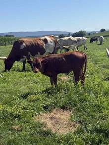 Cindy's Heifer