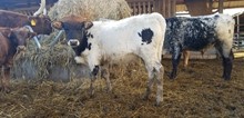 honey dew bull calf