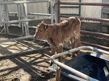 Nini’s bull calf