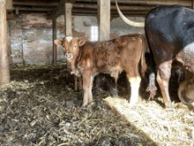 Lacey's Bull