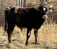 22-67 Steer