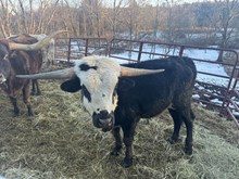 Nel-Tam Moon Warrior 