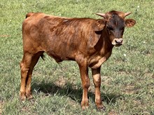 LUCKY CHARM steer
