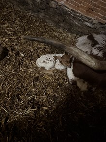 Nel-Tam Hidden Cranberry