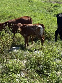 Creamsicle's heifer