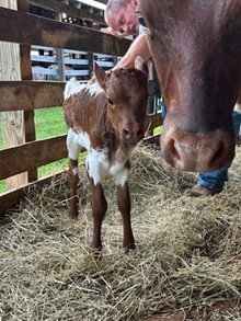 cherry's heifer