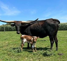 pearl's heifer