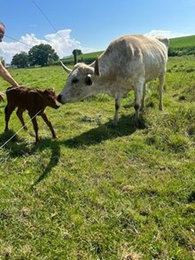 silver's bull